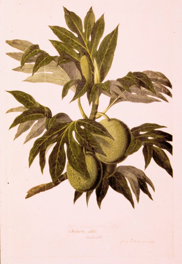 <p>Représentation de fruits et de feuillage d’arbre à pain par S. Parkinson. C’est pour transplanter cet arbre que W. Bligh affréta la Bounty et essuya une mutinerie le 28 avril 1789.</p>